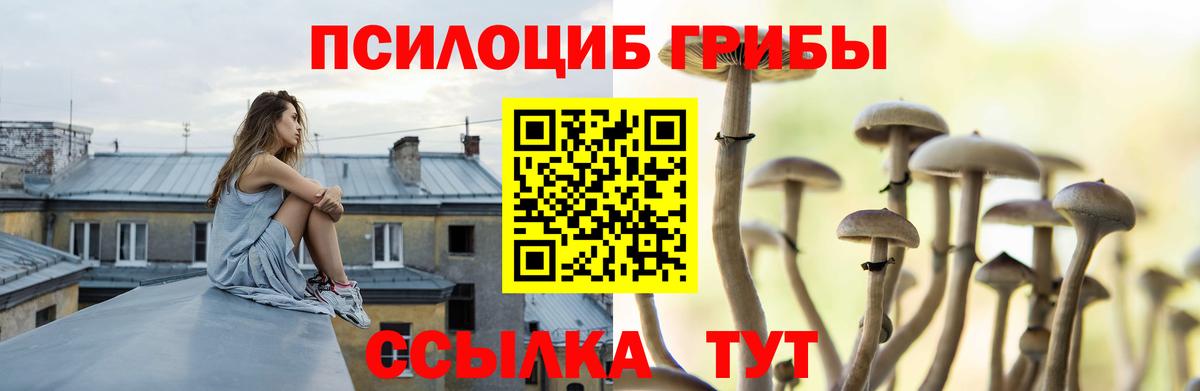 Псилоцибиновые грибы Psilocybe  Беслан 
